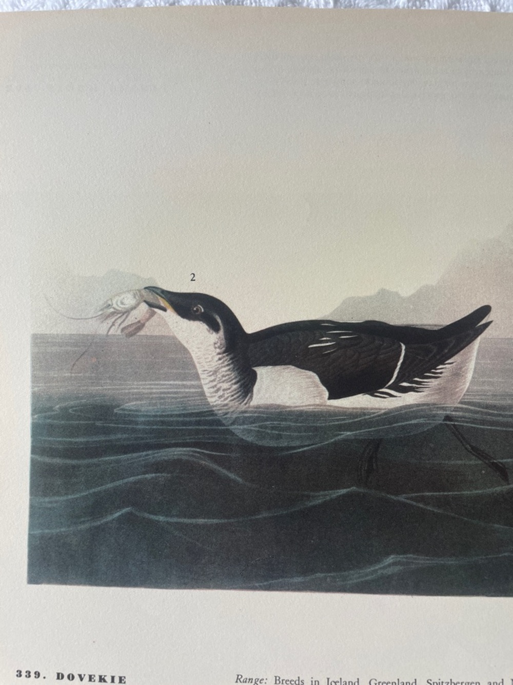 🌹 FREE w/purchase Vintage Dovekie Sea Bird Illustration - Black & White